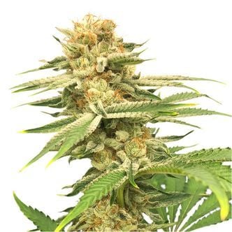 Friesland (Super Sativa Seed Club) regular