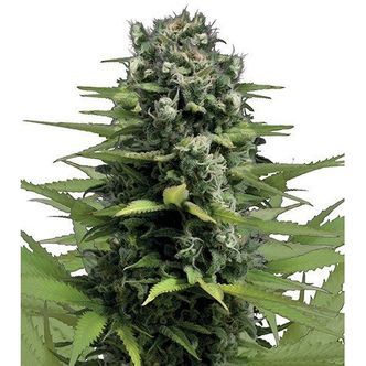 Lemon Haze (Zativo Seeds) feminizada