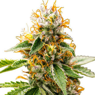 Mango Kush (Zativo Seeds) Feminizada