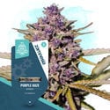 Purple Haze Automatic (Zamnesia Seeds) feminizada