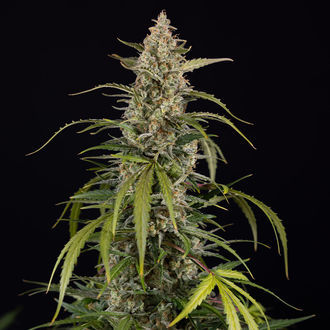 Purple Haze Auto (Zamnesia Seeds) feminizada