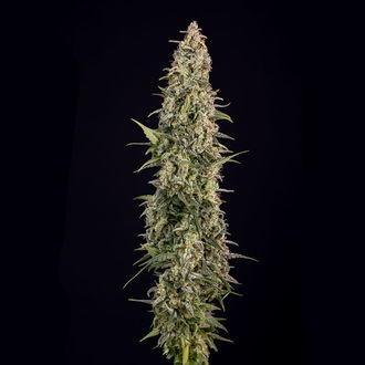 Purple Haze Auto (Zamnesia Seeds) feminizada
