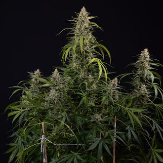Purple Haze Auto (Zamnesia Seeds) feminizada