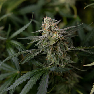 Purple Haze Auto (Zamnesia Seeds) feminizada