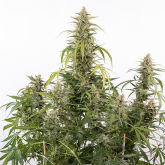 Purple Haze Auto (Zamnesia Seeds) feminizada