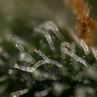 Purple Haze Auto (Zamnesia Seeds) feminizada