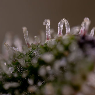 Purple Haze Auto (Zamnesia Seeds) feminizada