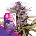 Purple Haze Auto (Zamnesia Seeds) feminizada