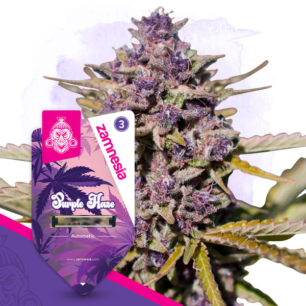 Purple Haze Auto (Zamnesia Seeds) feminizada