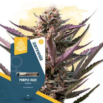 Purple Haze (Zamnesia Seeds) feminizada