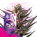 Purple Haze (Zamnesia Seeds) feminizada