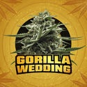 Gorilla Wedding (BSF Seeds x Zamnesia Seeds) feminizada