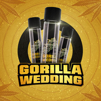 Gorilla Wedding (BSF Seeds x Zamnesia Seeds) feminizada