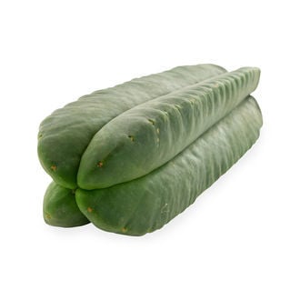 Cactus Super Pedro - 4 costillas (Echinopsis scopulicola)