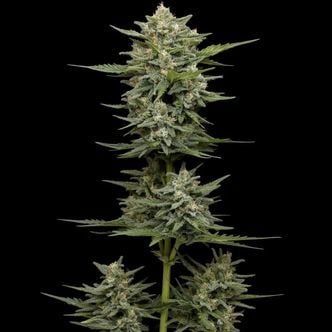 Vanilla Latte Autoflower (Humboldt Seed Company) feminizada