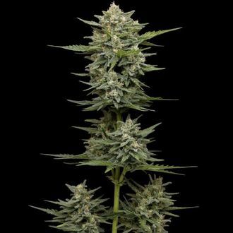 Vanilla Latte Autoflower (Humboldt Seed Company) feminizada