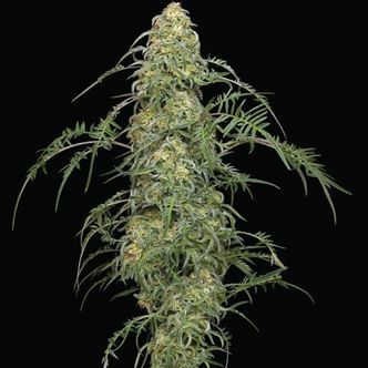 Freakshow (Humboldt Seed Company) feminizada