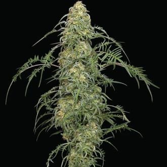 Freakshow (Humboldt Seed Company) feminizada