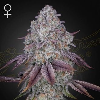 Persian Pie (Greenhouse Seeds) feminizada