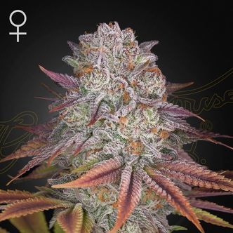 Pulp Friction (Greenhouse Seeds) feminized