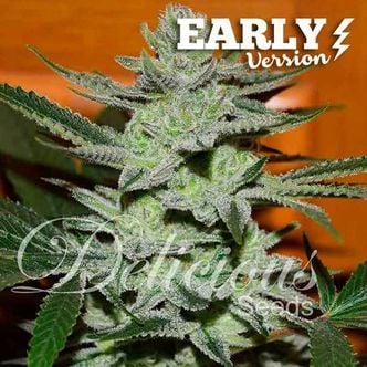 Unknown Kush - Early Version (Delicious Seeds) feminizada