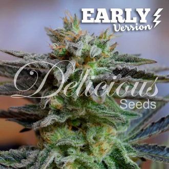 Sugar Black Rose - Early Version (Delicious Seeds) feminizada