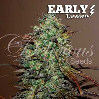 Eleven Roses - Early Version (Delicious Seeds) feminizada