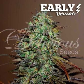 Eleven Roses - Early Version (Delicious Seeds) feminizada