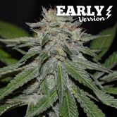 Critical Neville Haze - Early Version (Delicious Seeds) feminizada