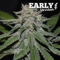 Critical Neville Haze - Early Version (Delicious Seeds) feminizada