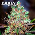 Cotton Candy Kush - Early Version (Delicious Seeds) feminizada