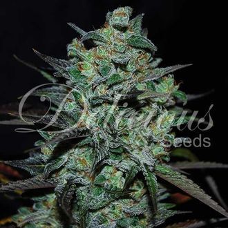 Northern Light Blue THC-Free (Delicious Seeds) feminizada