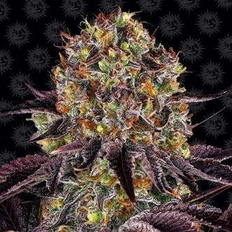 Runtz x Layer Cake (Barney's Farm) feminizada