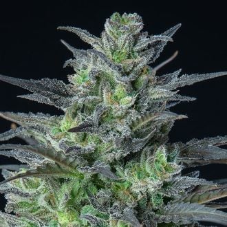 Auto Sleepy Joe (Anesia Seeds) feminizada