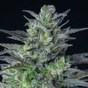 Auto Sleepy Joe (Anesia Seeds) feminizada