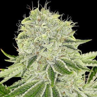 Cash Cow (Anesia Seeds) feminizada