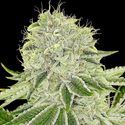 Cash Cow (Anesia Seeds) feminizada