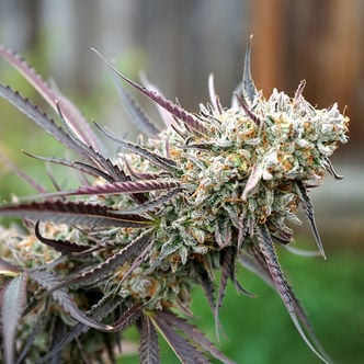 Ice Cream Cake Fast Flowering (Humboldt Seed Organization) feminized