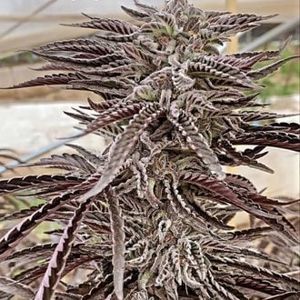 Fillmore Slim (Purple City Genetics) feminizada