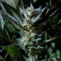 Velvet Lushers (Purple City Genetics) Feminizada
