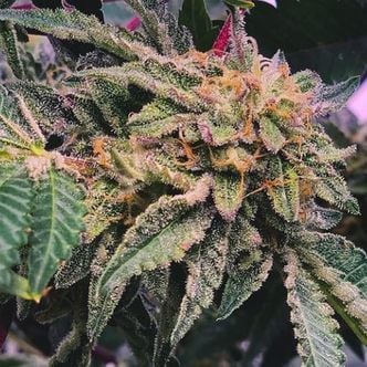 Alfajores (Purple City Genetics) feminizada