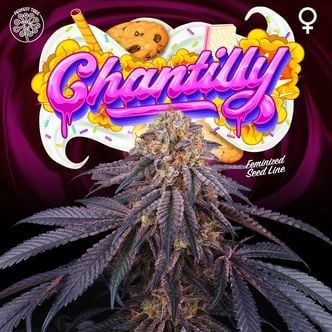 Chantilly (Perfect Tree) Feminized