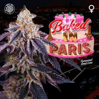 Baked In Paris (Perfect Tree) feminizada