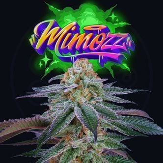 Mimozz (Perfect Tree) Feminized