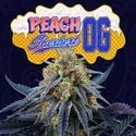 Peach Sherbert OG (Perfect Tree) feminizada