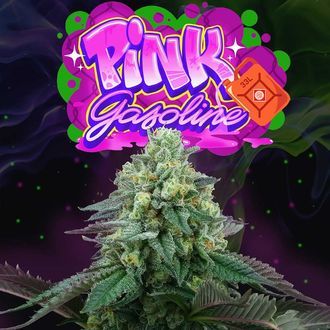 Pink Gasoline (Perfect Tree) feminizada