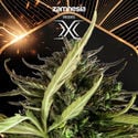 X (Zamnesia Seeds) Feminizada