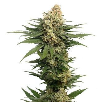 Dynamighty Automatic (Amsterdam Genetics) feminizada