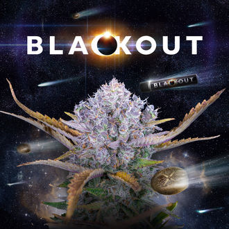 Blackout Auto (FastBuds x Zamnesia Seeds) feminizada