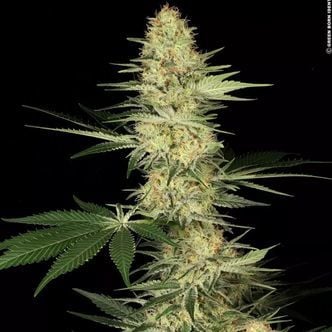 Lucid Bolt (Paradise Seeds) feminizada